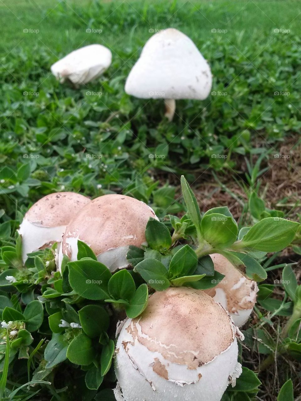 fungi caps