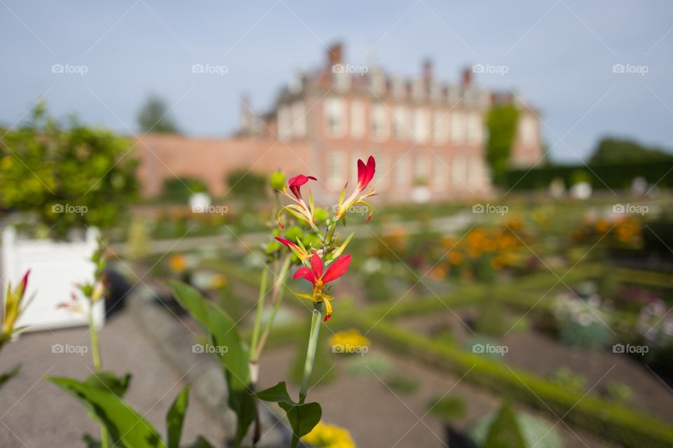 Flower, Nature, No Person, Summer, Garden