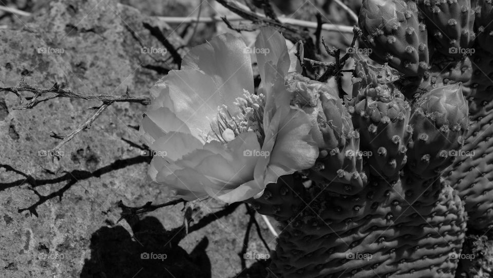 Desert flower