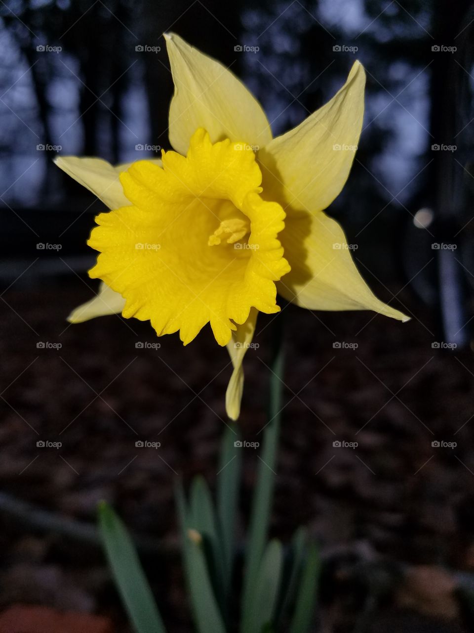 yellow in the morning