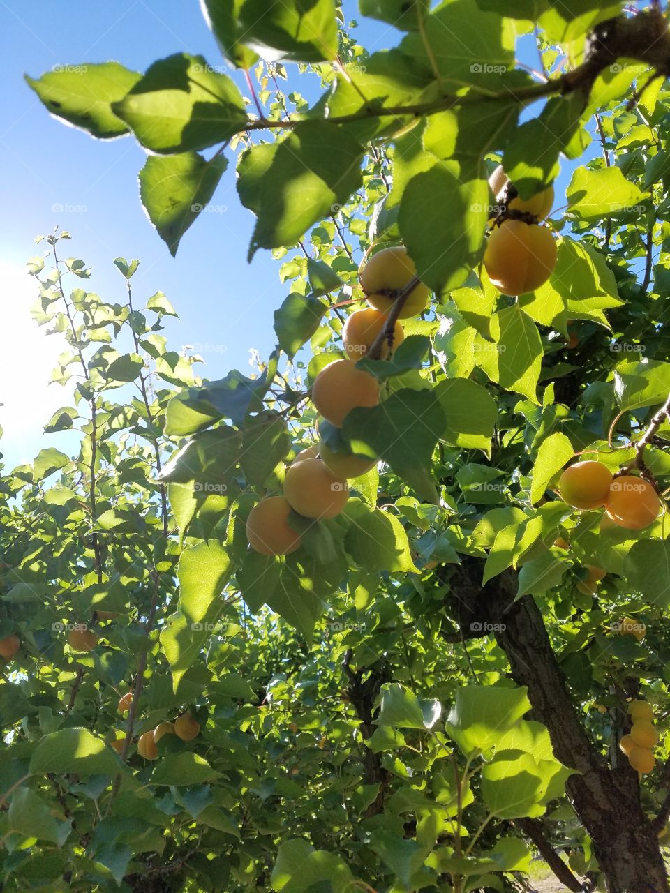 apricot tree