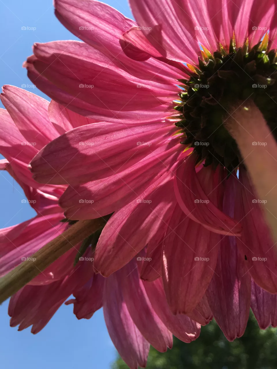 Magenta