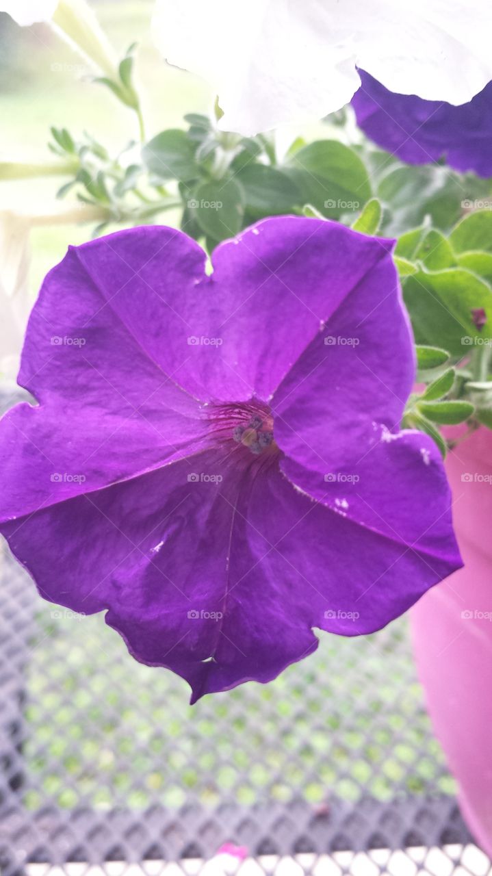 Purple  Petunia