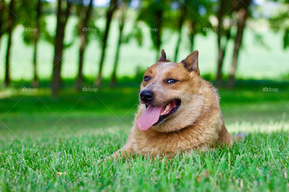 Summer Pets - Red Heeler / Australian Cattle Dog resting in the cool green grass in a rural setting 