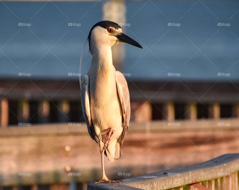 Bird perched on a fishing pier, one leg up. Sunlight coming from the right side, reflecting off the bird’s feathers.