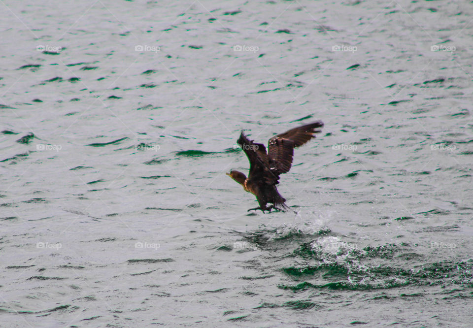 duck taking off water