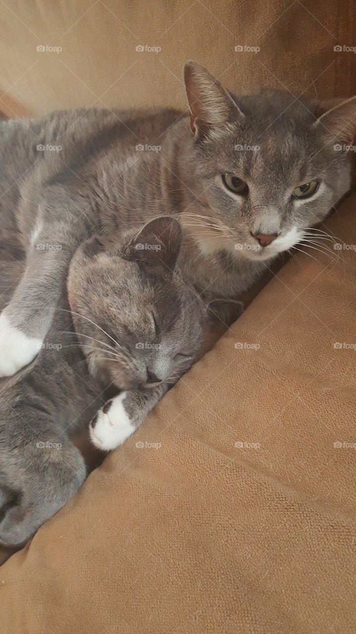 cats snuggling