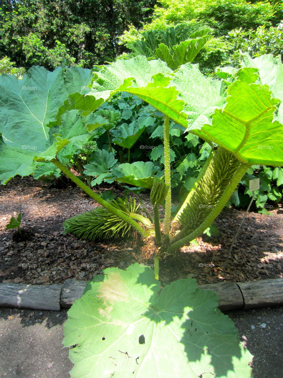 Leaf, Flora, Nature, Garden, Summer