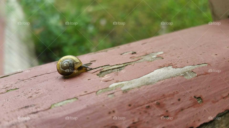 Snail on railing