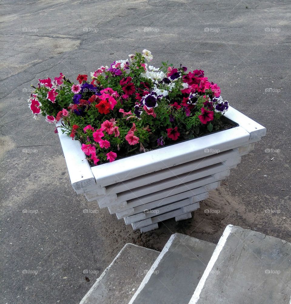 colorful flowers growing in the flowerbeds summer time street art