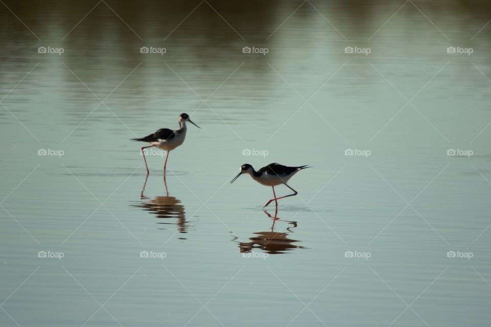 Black-Necked Stilts 