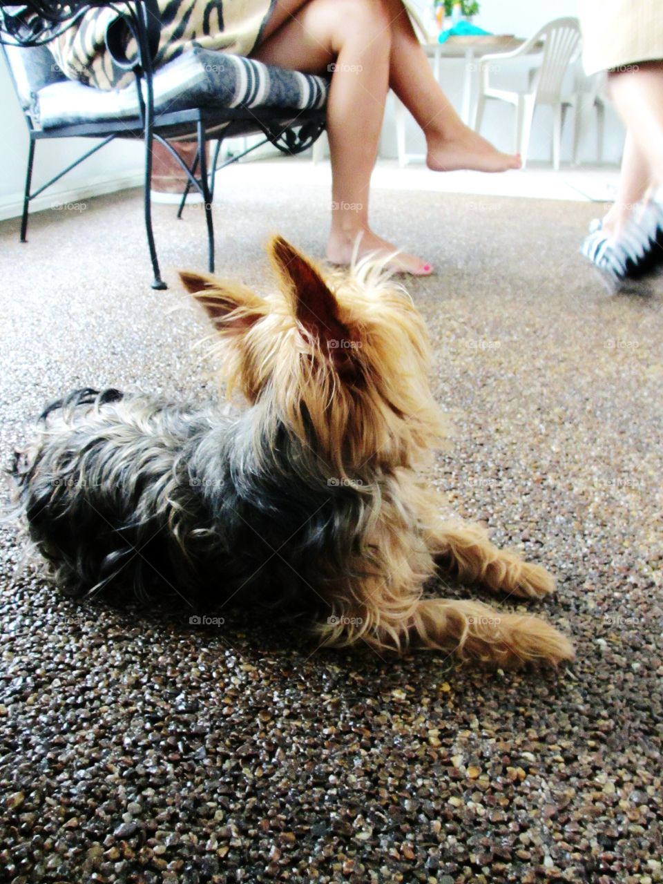 view of a Yorkshire terrier puppy
