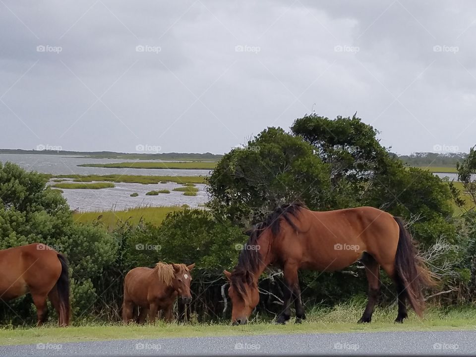 Island Horses
