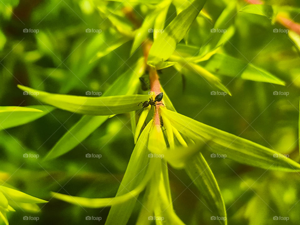 small black ant on a green plant