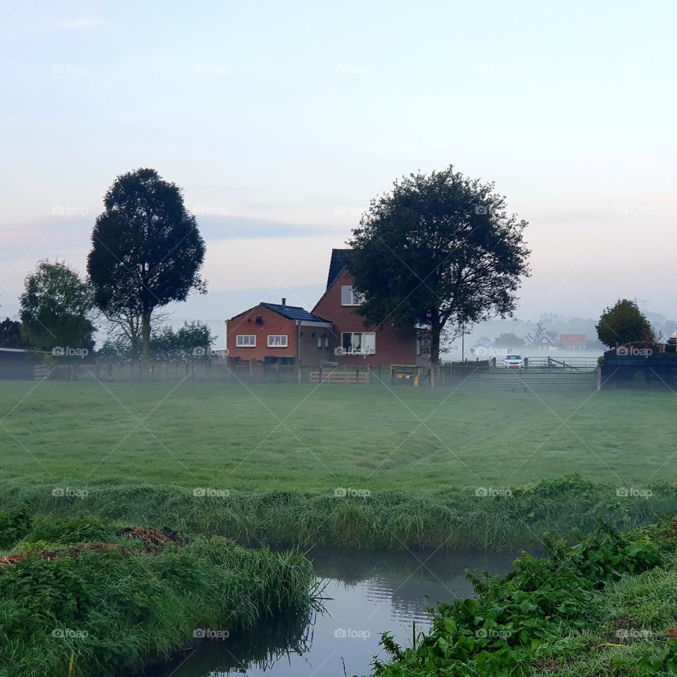 morning dew in geervliet the Netherlands
