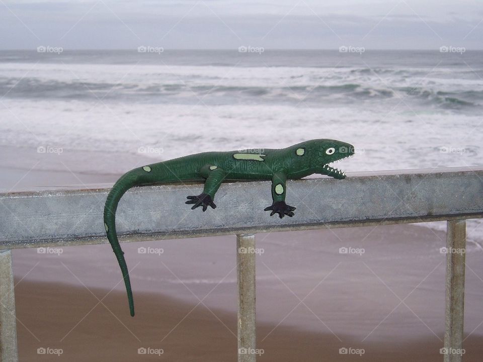 Ocean Gecko 