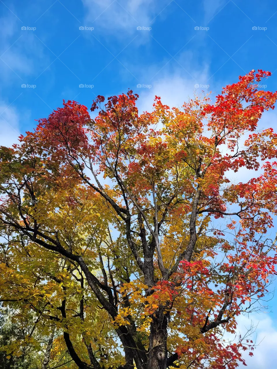 autumn
