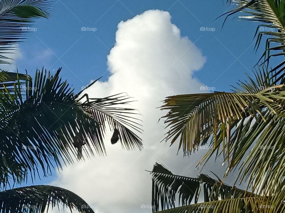 Coconut tree , White cloud and birds tree Home