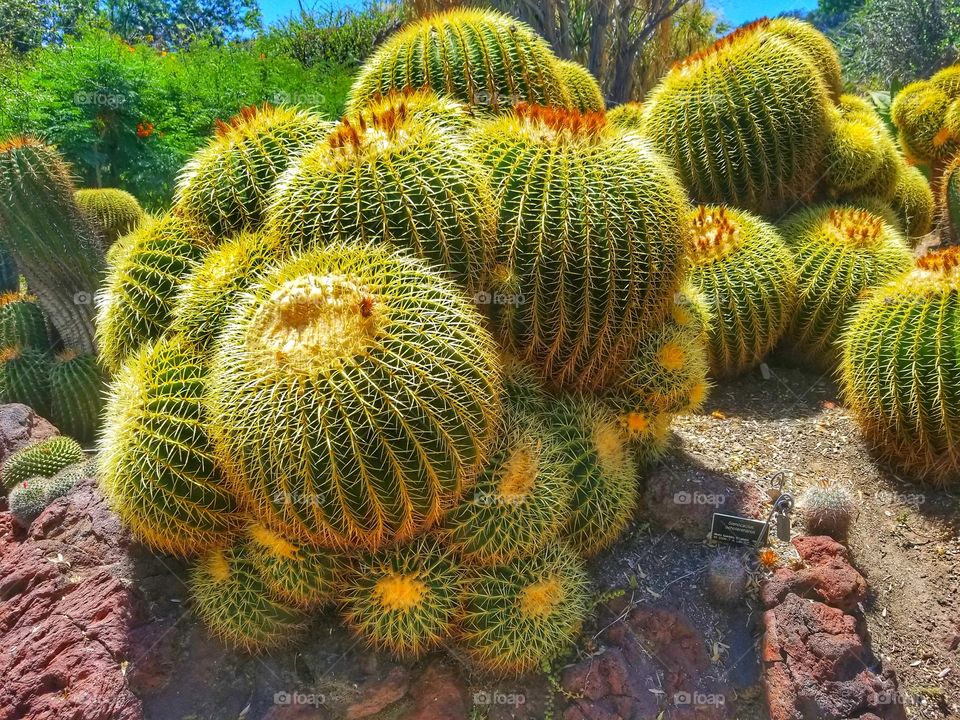 Cactus Bubbles