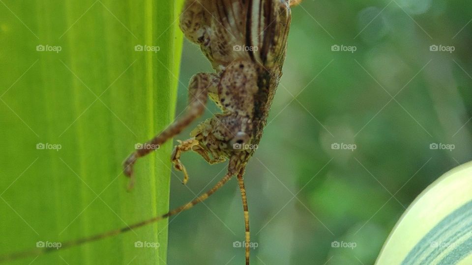 Locust on a green plant