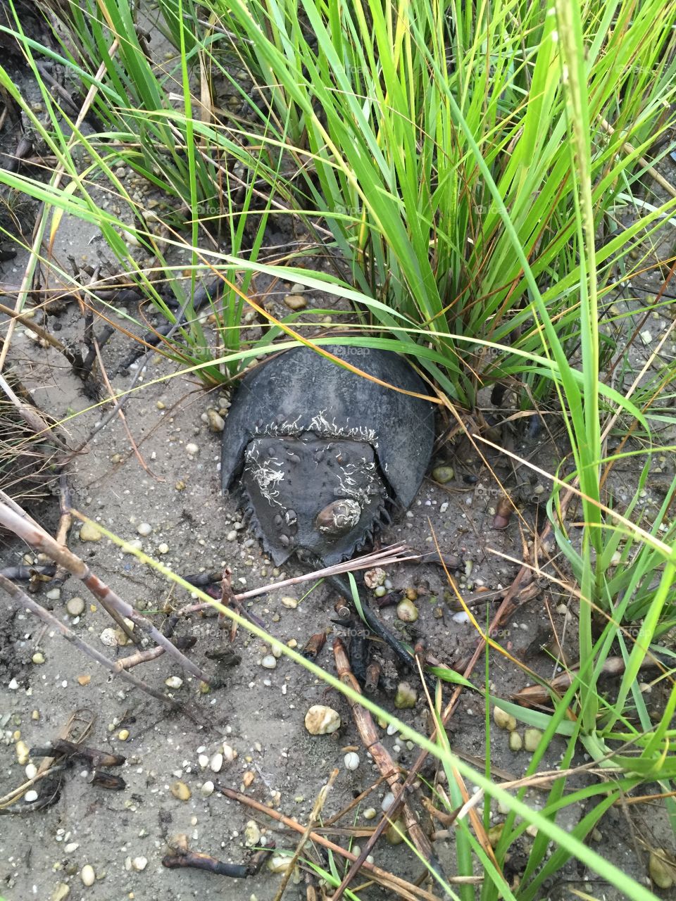 Horseshoe crab