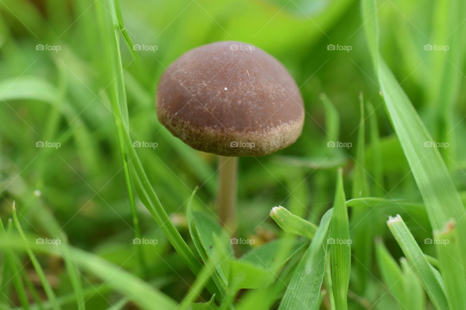 Mushroom