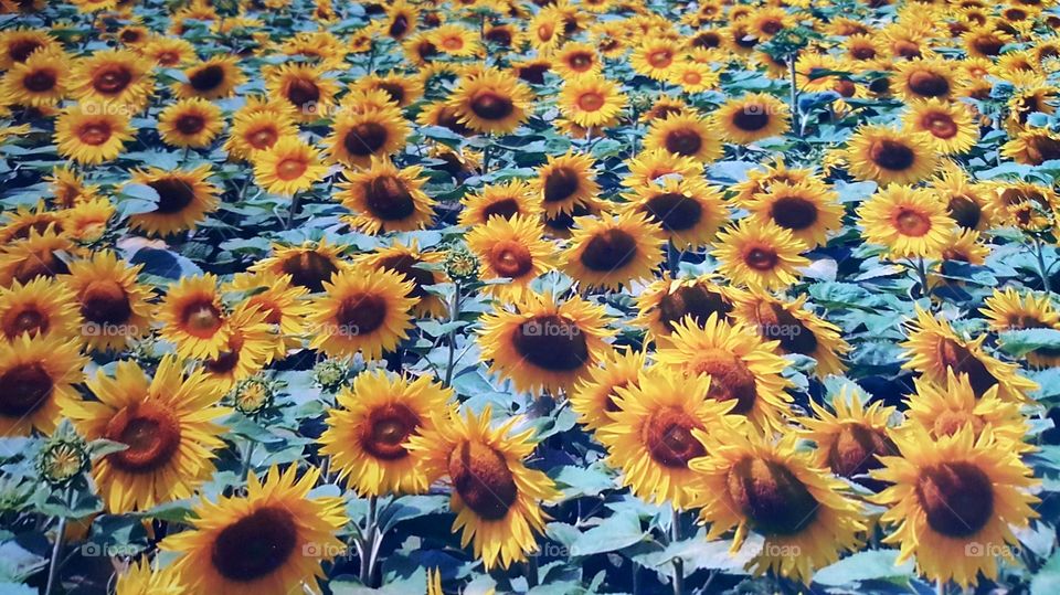 Sunflower fields, Austria