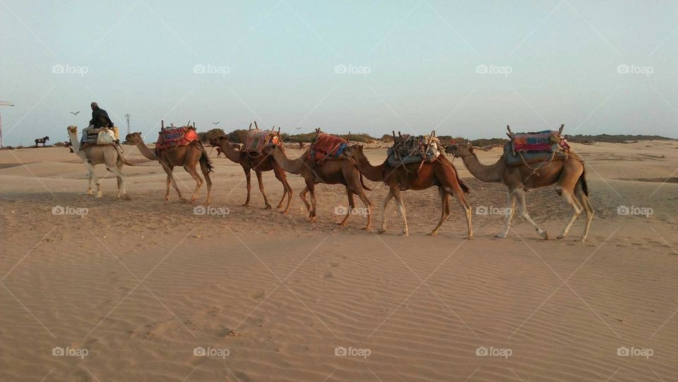 Beautiful caravan of camels made a trip near the beach at essaouira city in Morocco.