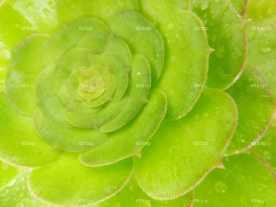 Green Dew Plant