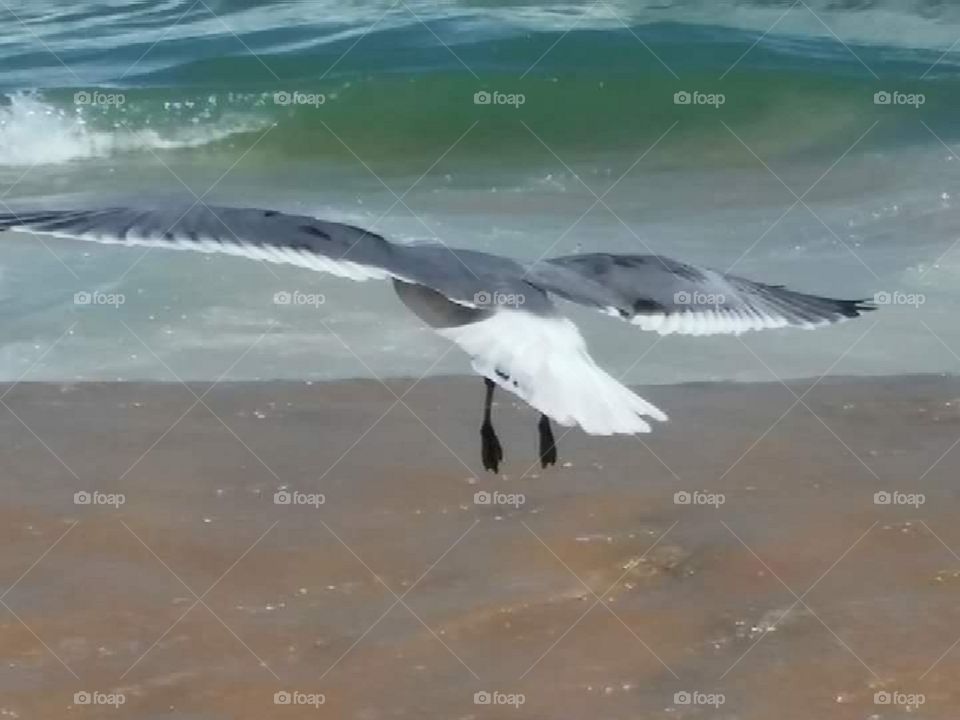 The bird beginning in flight