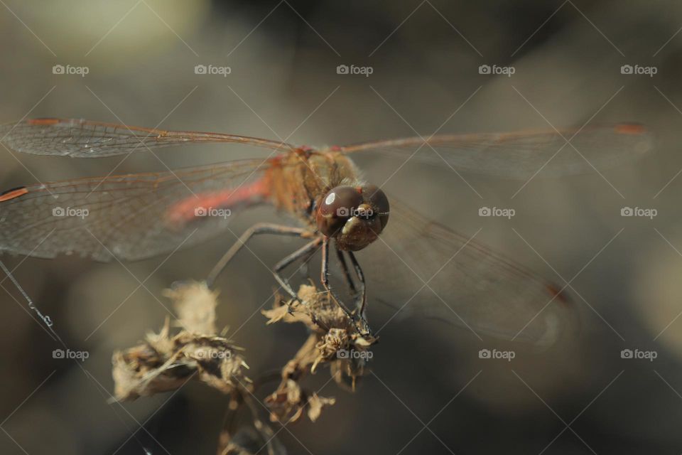 коричневый