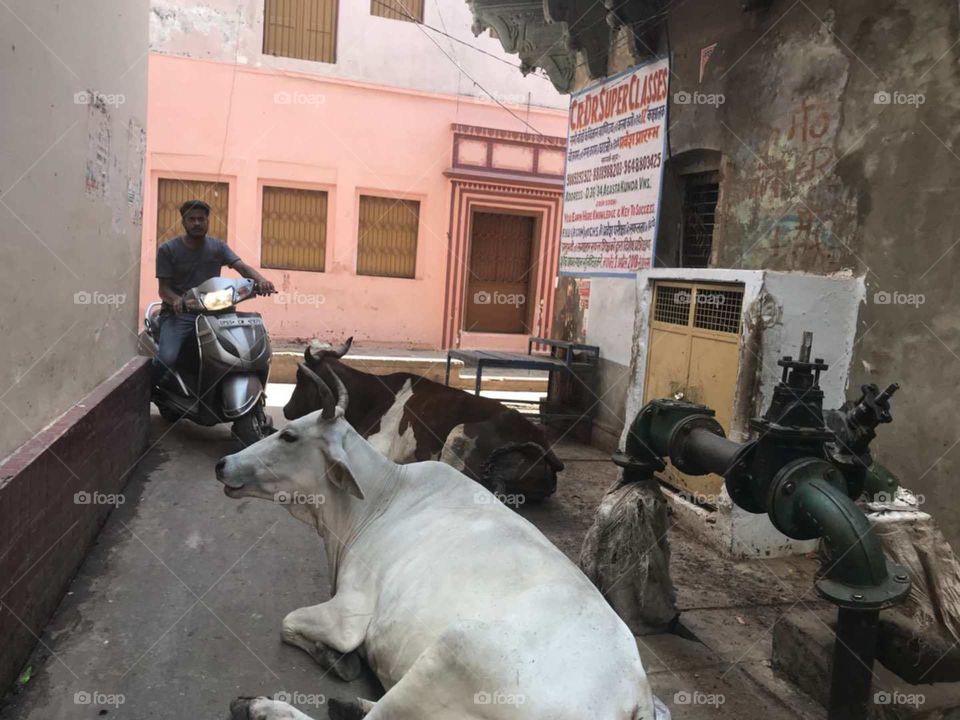 resting cows in streets