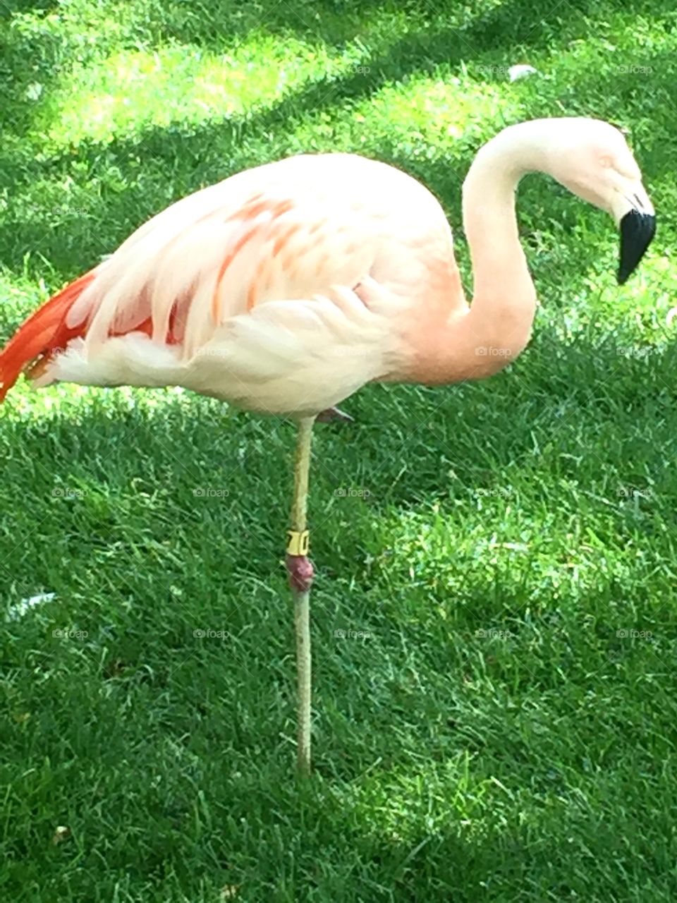 Beautiful flamingo resting