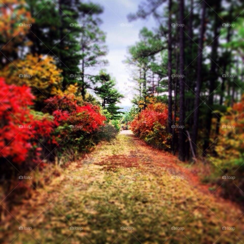 Colorful path