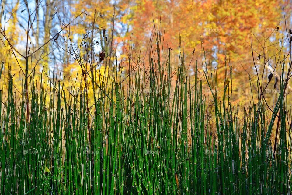 Autumn Grass