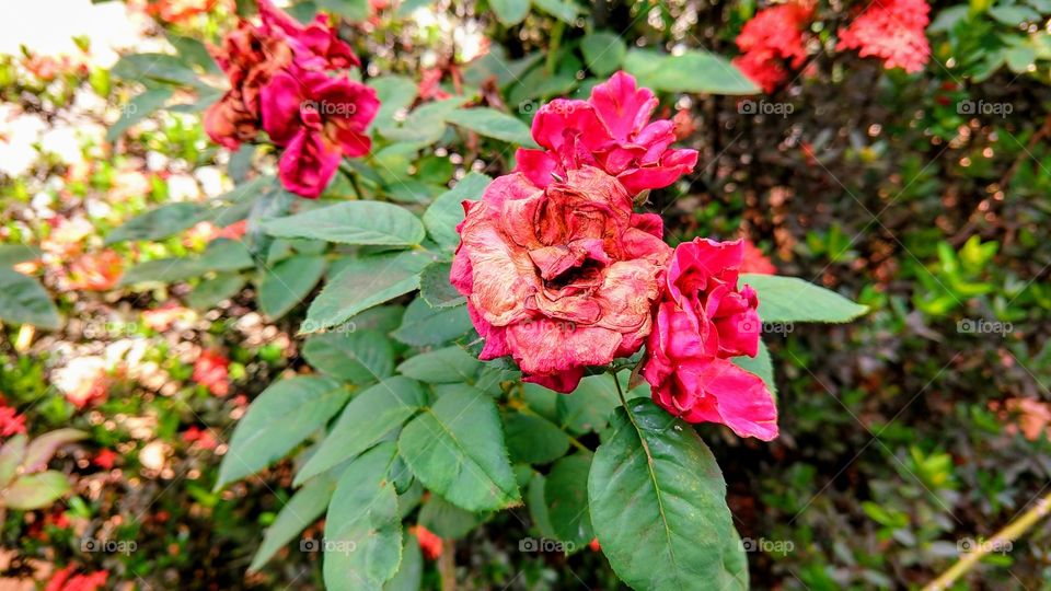 Roseira com rosas vermelhas murchando, muito bonitas.