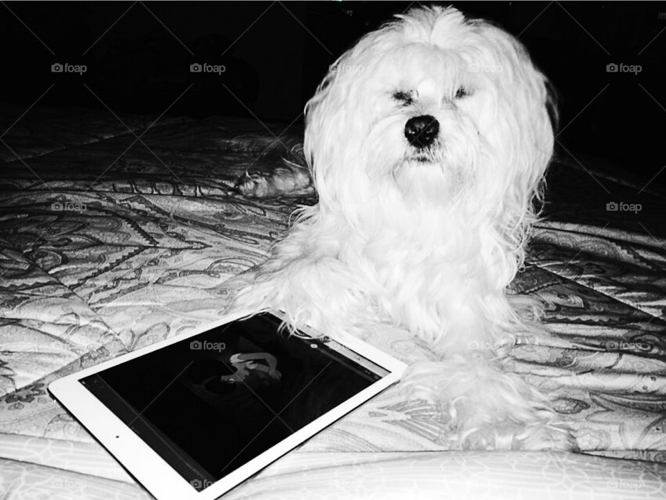 Cesar . My Cesar keeping me company.. 🐶😊