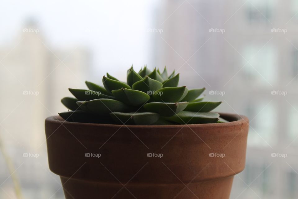 Close-up of succulent plant