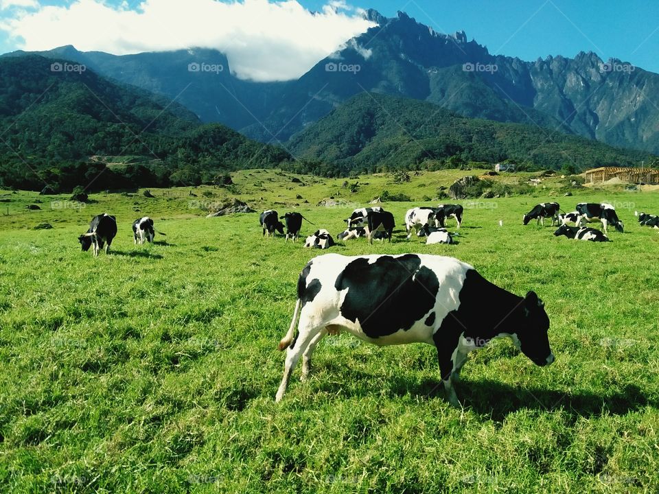 Desa dairy cattle farm, mesilau, kundasang, sabah, malaysia
