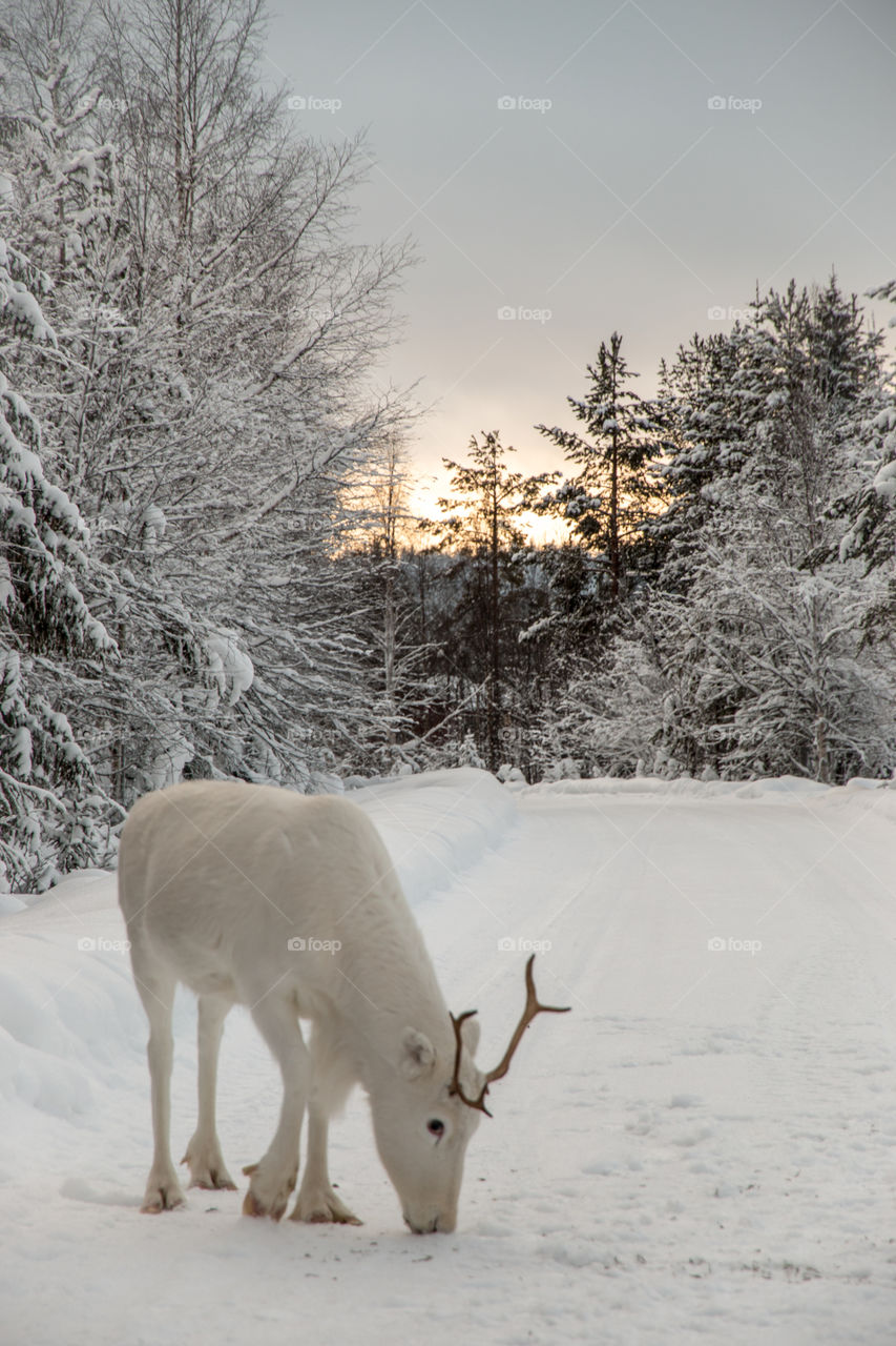 White reindeer in the snow