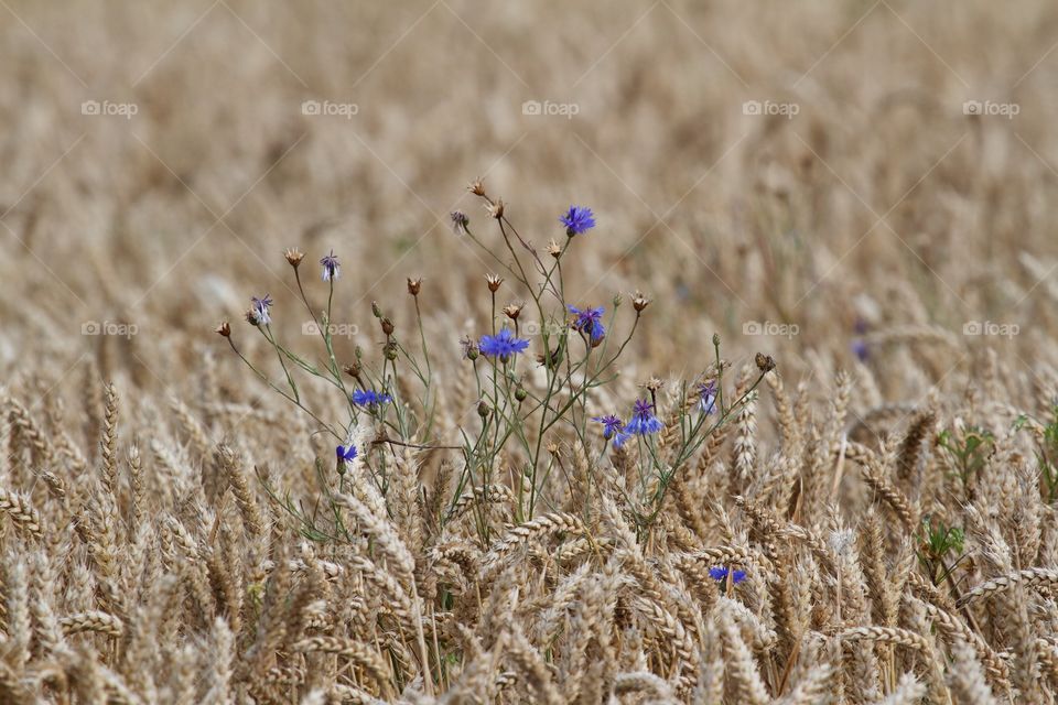 Cornflower and the wheat . Cyanus segetum 