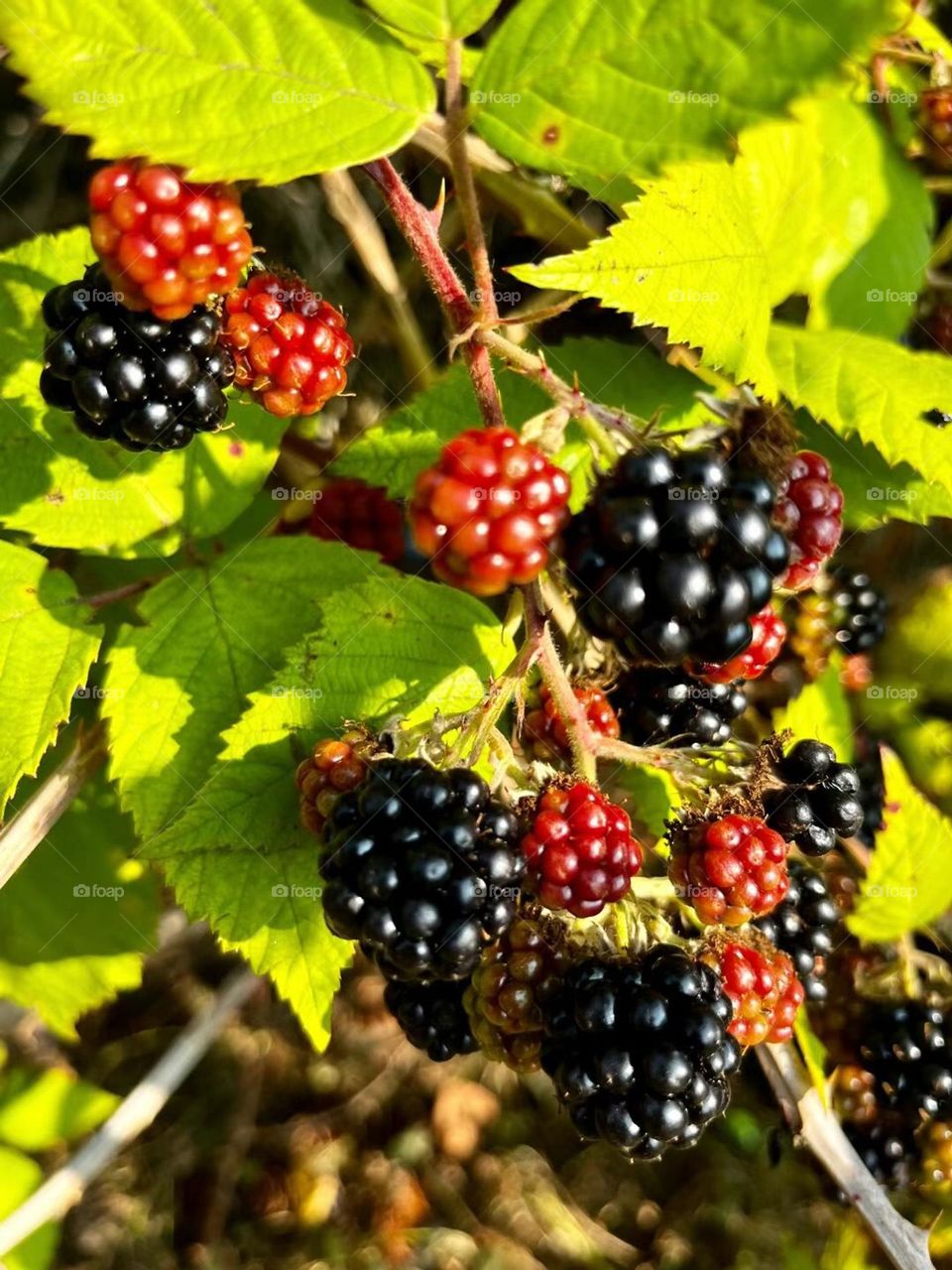 Black berry 