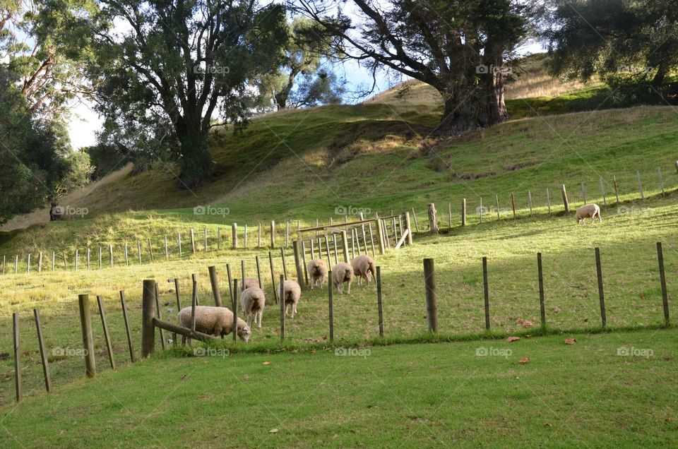 NZ