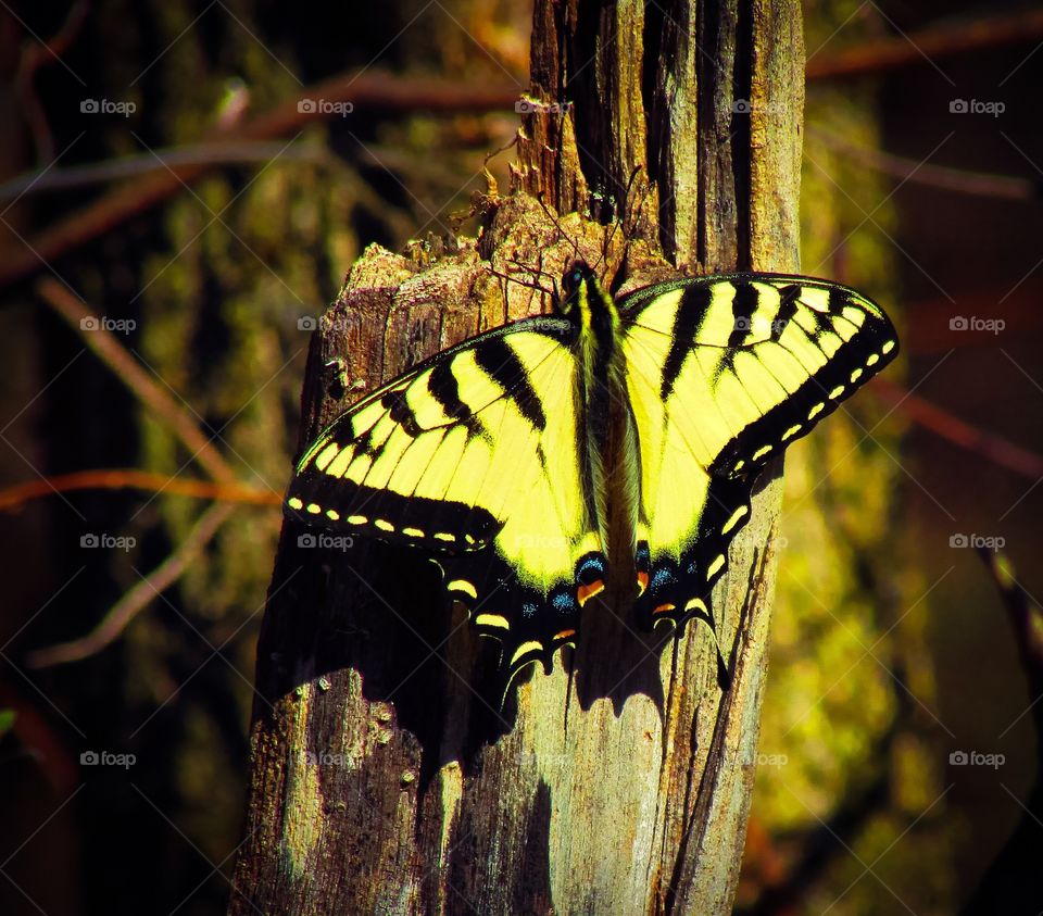 Yellow butterfly on a log.