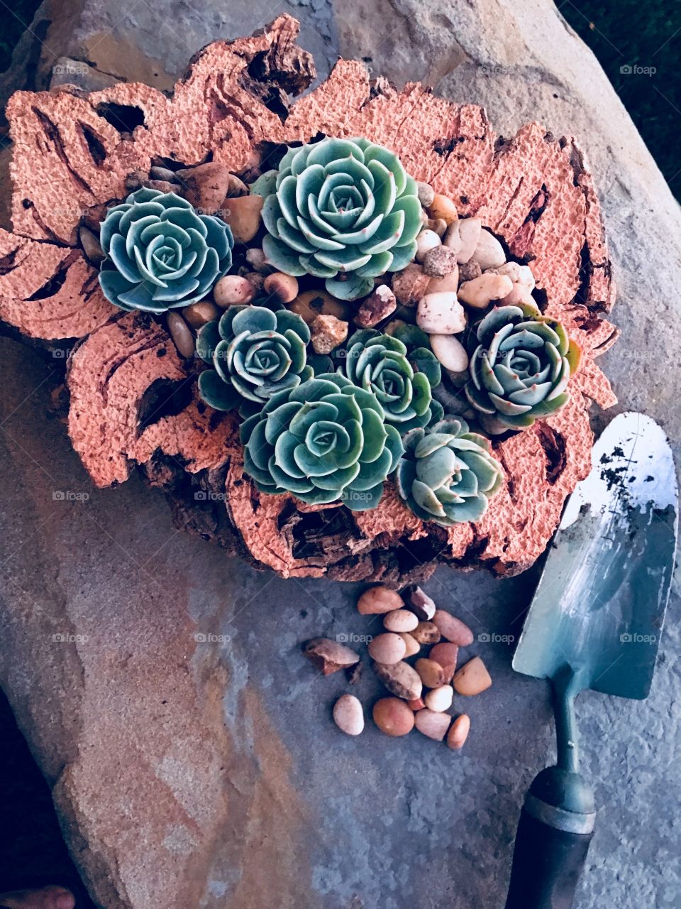 Succulents 