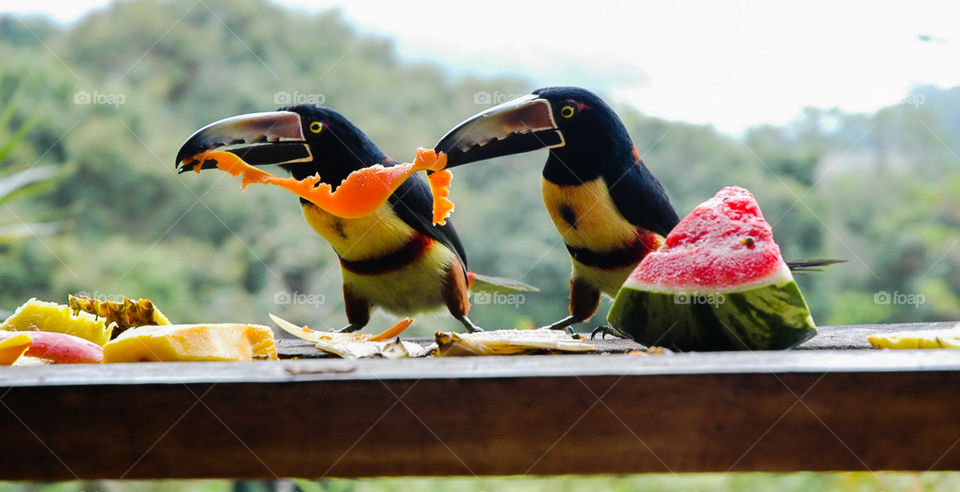 Two Toucans