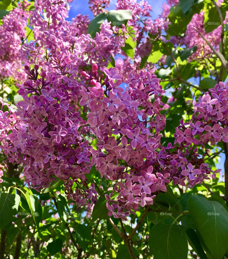 Fragrant Lilacs 