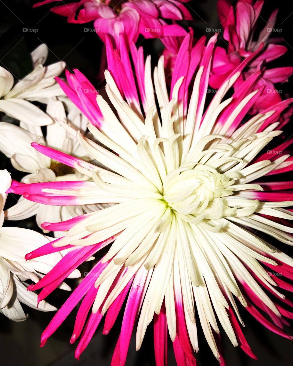 Close up of the pink and white Valentine’s Day flowers I received. 