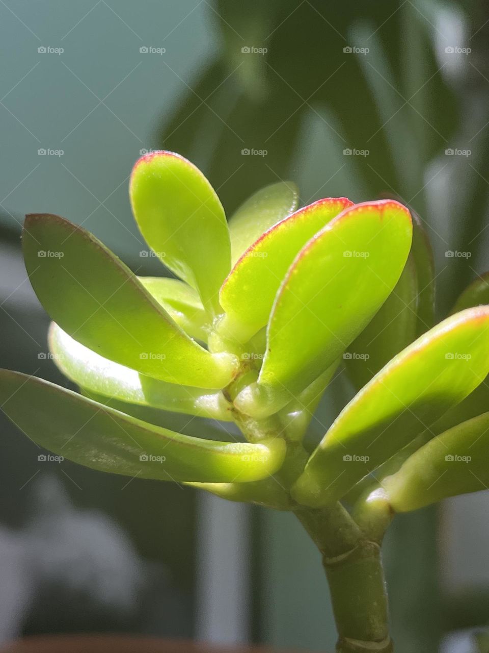 Jade plant close up with light green back drop sunny