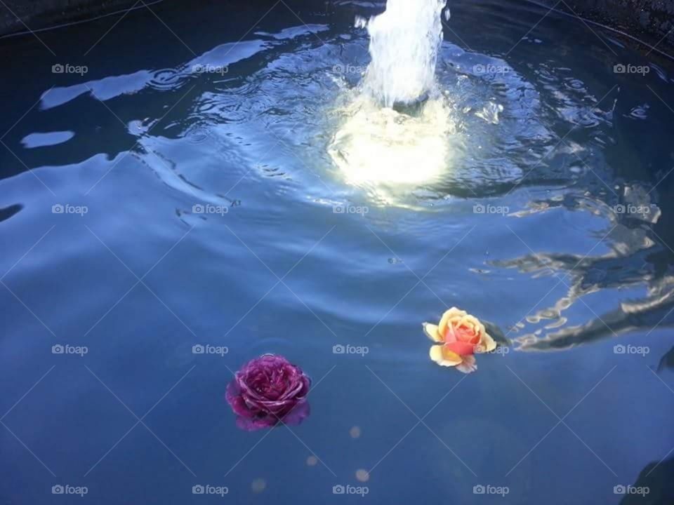 roses floating in a fountain